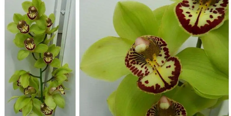 Цимбидиум Грин