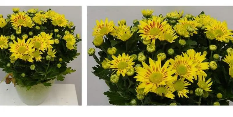 Хризантема Лейк Уорт 