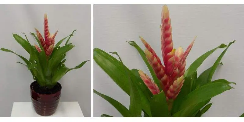 Бромелия Пинк Эдвенча Д12 