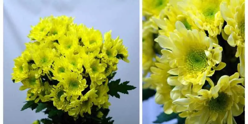 Радость Жёлтая