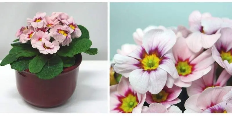 Примула Акаулис Розано Пинк Д10