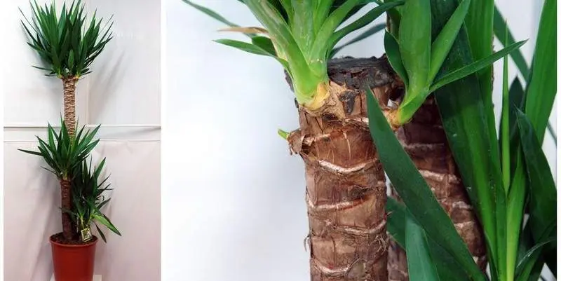 Юкка 4 ст. Д30 Н165