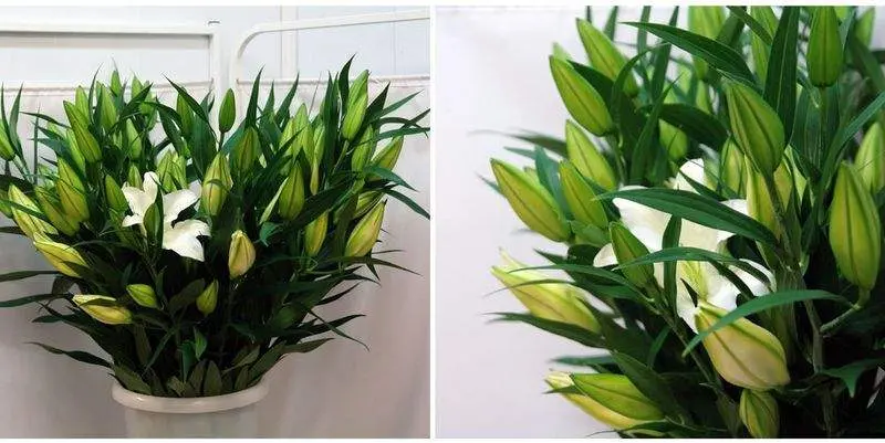 Лилия Москва