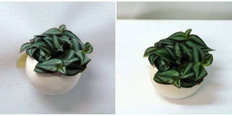 Традесканция в кашпо на магните Д5