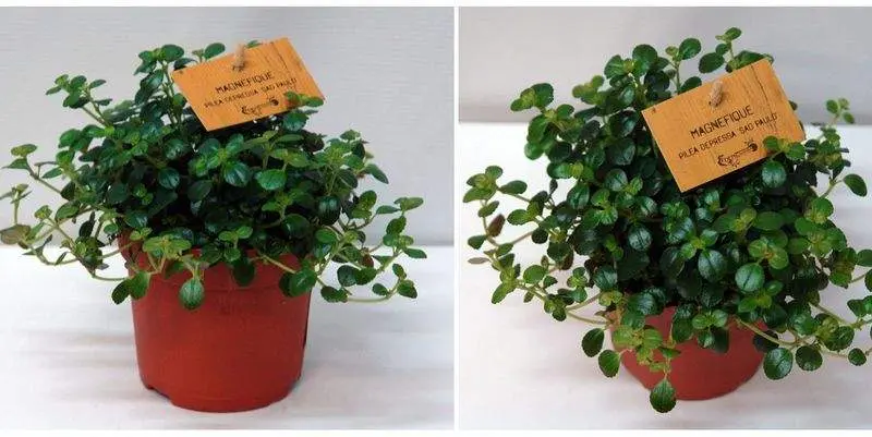 Пилея Д10 Н10